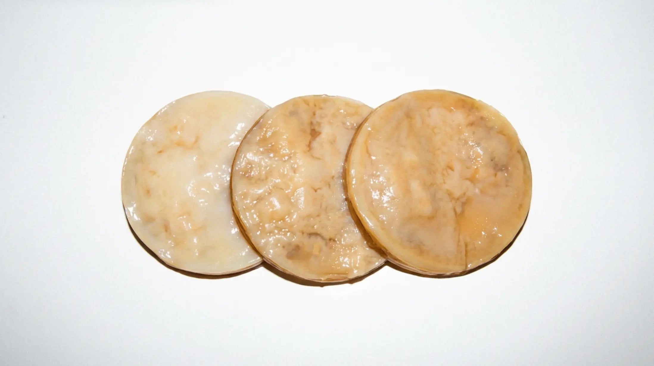 WAS IST EIN SCOBY? • ALLES, WAS DU ZUM KOMBUCHA-PILZ WISSEN MUSST