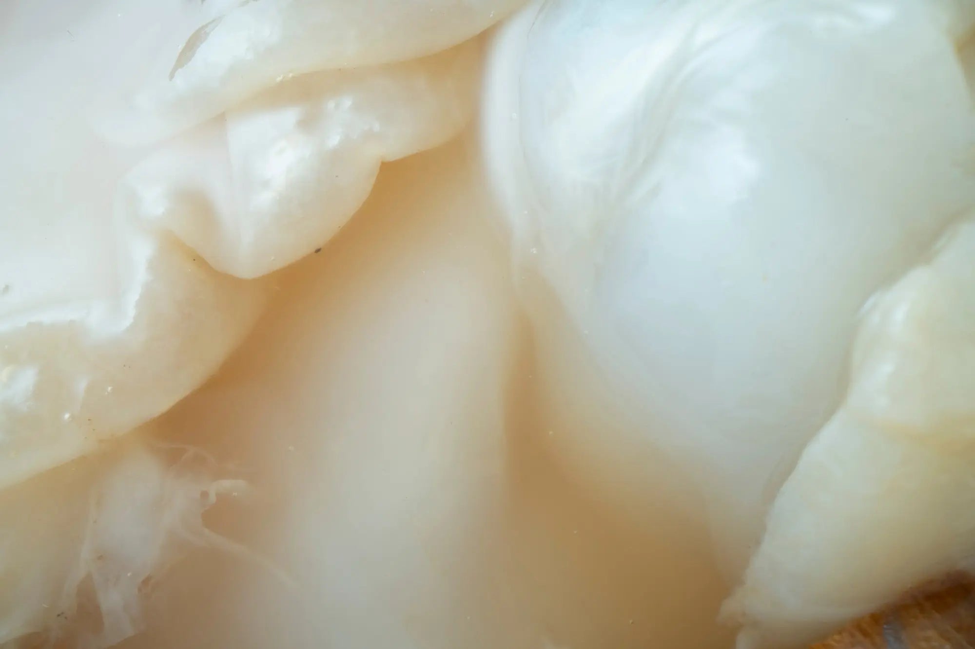 PROBIOTIKA-UND-DARMGESUNDHEIT-WAS-DU-WISSEN-SOLLTEST BOUCHE • KOMBUCHA